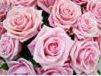 21 trandafiri roz